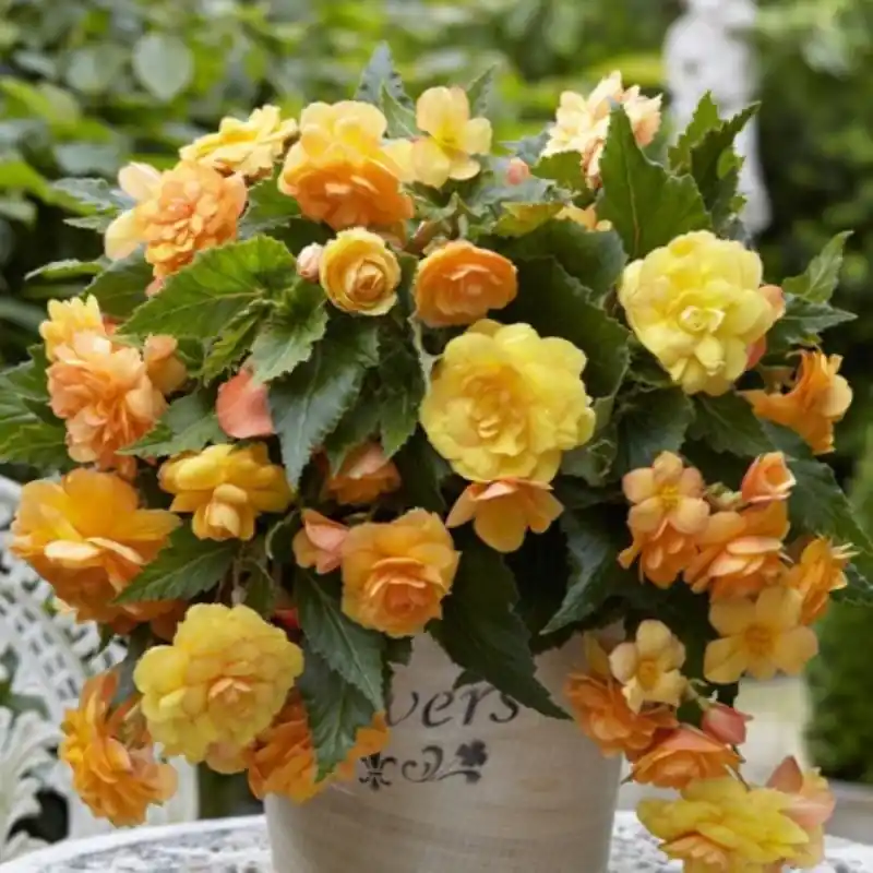 Online kopen | Begonia ‘Illumination Apricot Shade‘