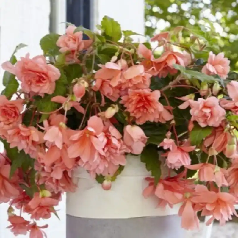 Alleen vandaag | Begonia ‘Illumination Salmon Pink‘