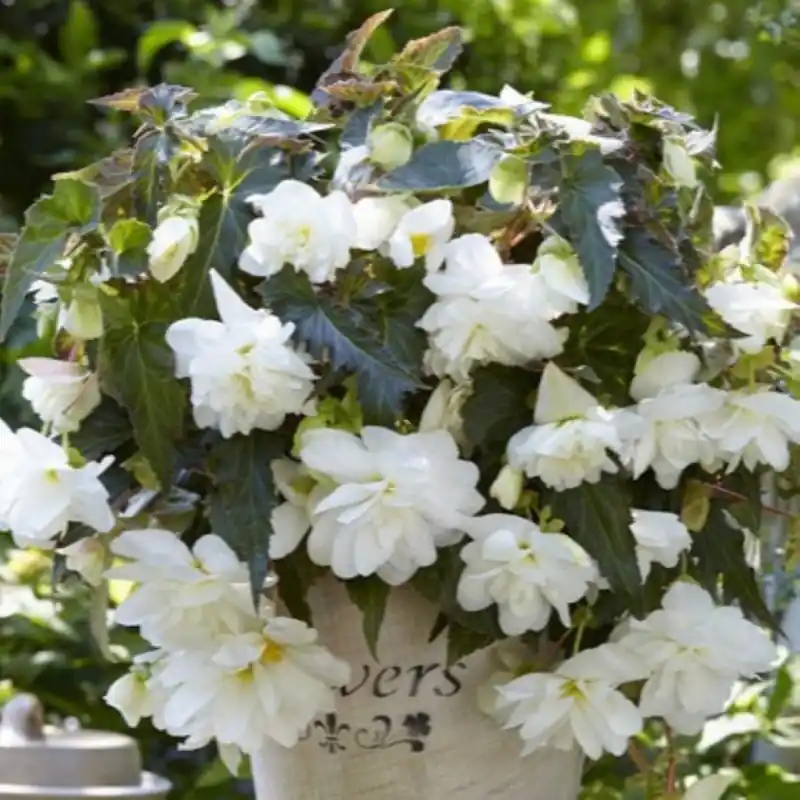 Begonia ‘Illumination White‘ | Hoog gewaardeerd