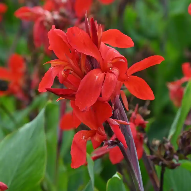 Canna ‘Firebird‘ - Scherp geprijsd