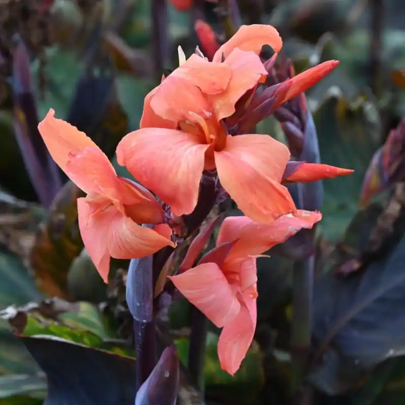 Koop vandaag | Canna ‘Panache Black‘