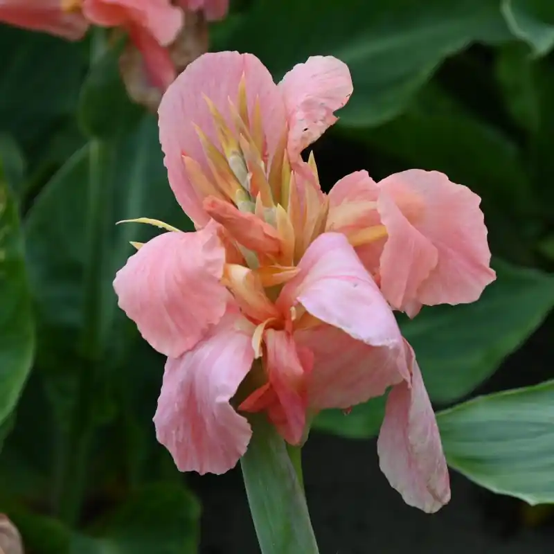 Klantfavoriet - Canna ‘Pink Princess‘
