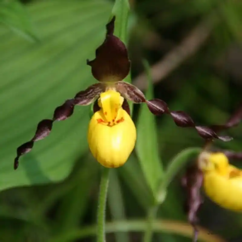 Dagdeal | Cypripedium parviflorum var. makasin