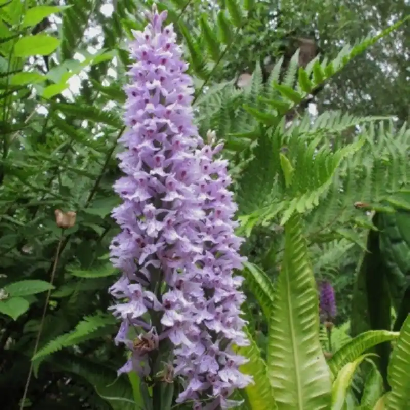 Actie | Dactylorhiza fuchsii