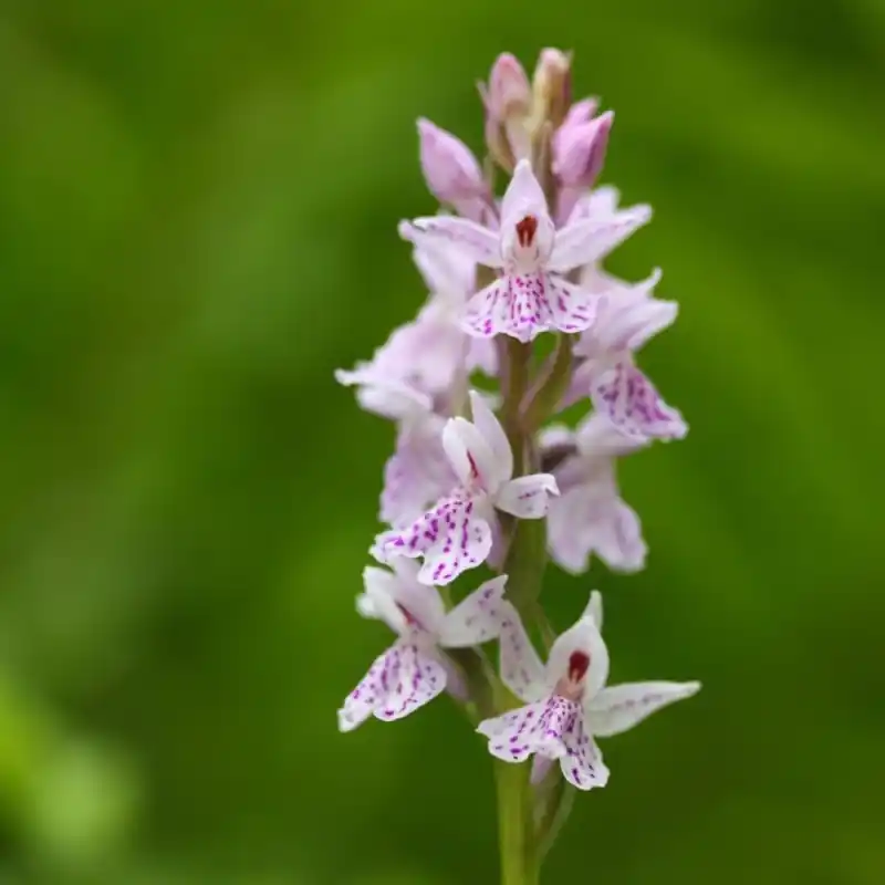 Veel gevraagd | Dactylorhiza maculata subsp. ericetorum