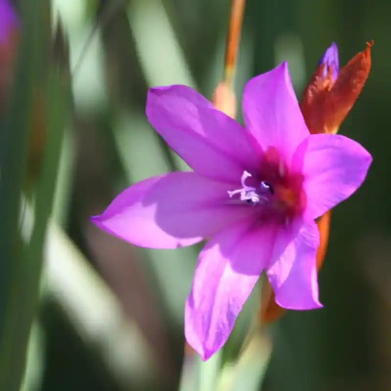 Veel gekozen | Dierama pauciflorum