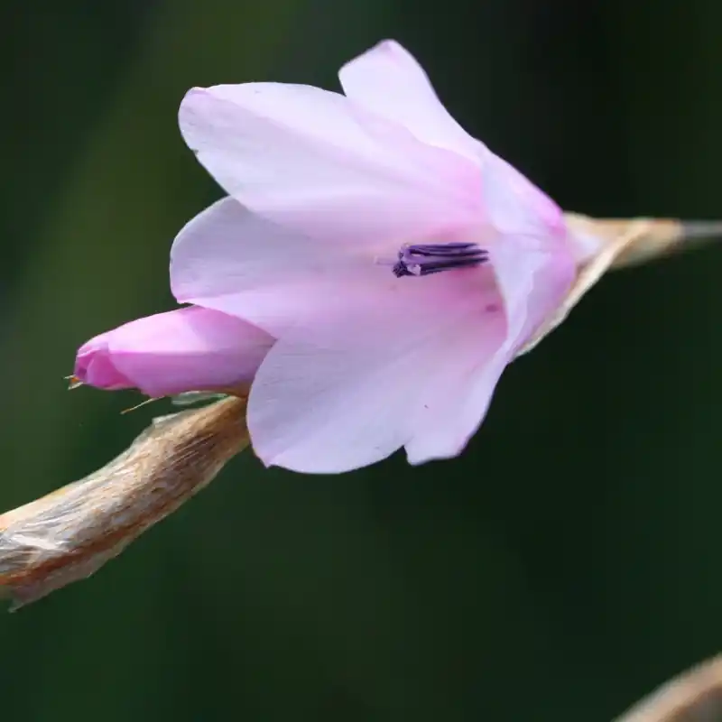 Dierama galpinii | Dagdeal