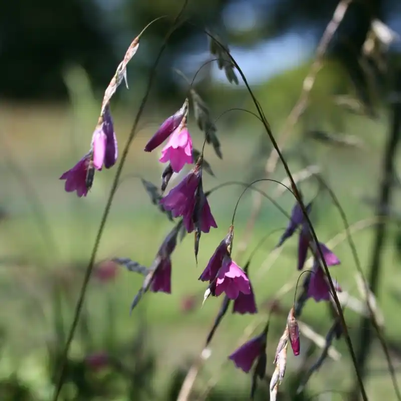 Rechtstreeks uit de fabriek | Dierama reynoldsii
