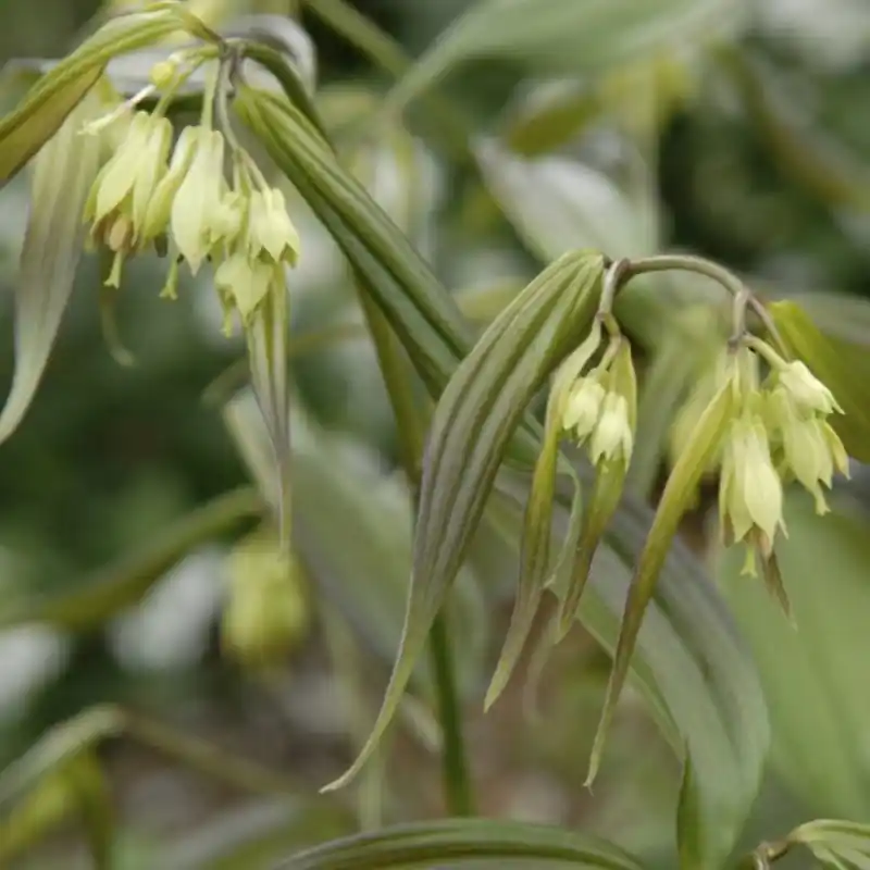 Disporum cantoniense ‘Green Giant‘ | Topproduct
