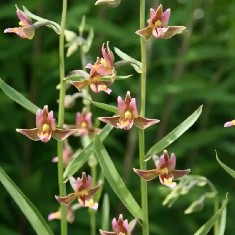 Epipactis ‘Sabine‘ - Meest verkocht