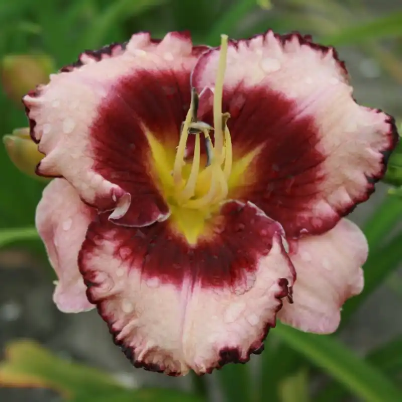 Bijna uitverkocht - Hemerocallis ‘Stormy Skye‘