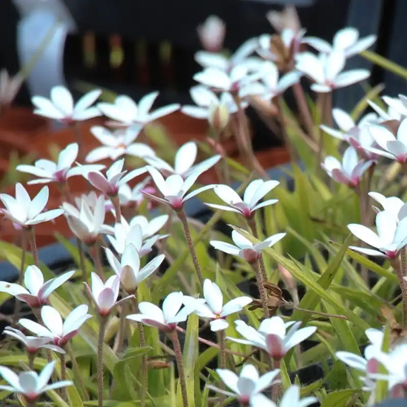 Hypoxis parvula | Koopje