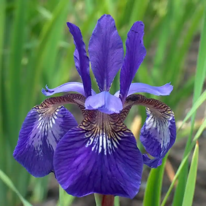 Iris sibirica ‘Flight of Butterflies‘ - Speciale aanbieding