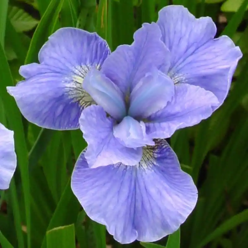 Deal | Iris sibirica ‘Dear Delight‘