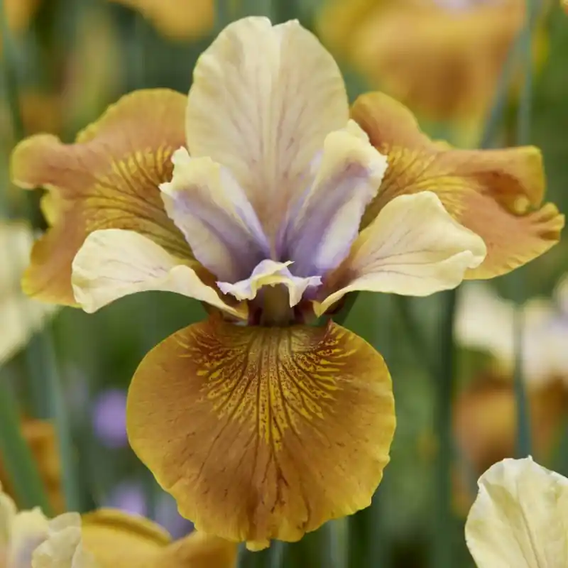 Iris sibirica ‘Colonel Mustard‘ | Bestelbaar