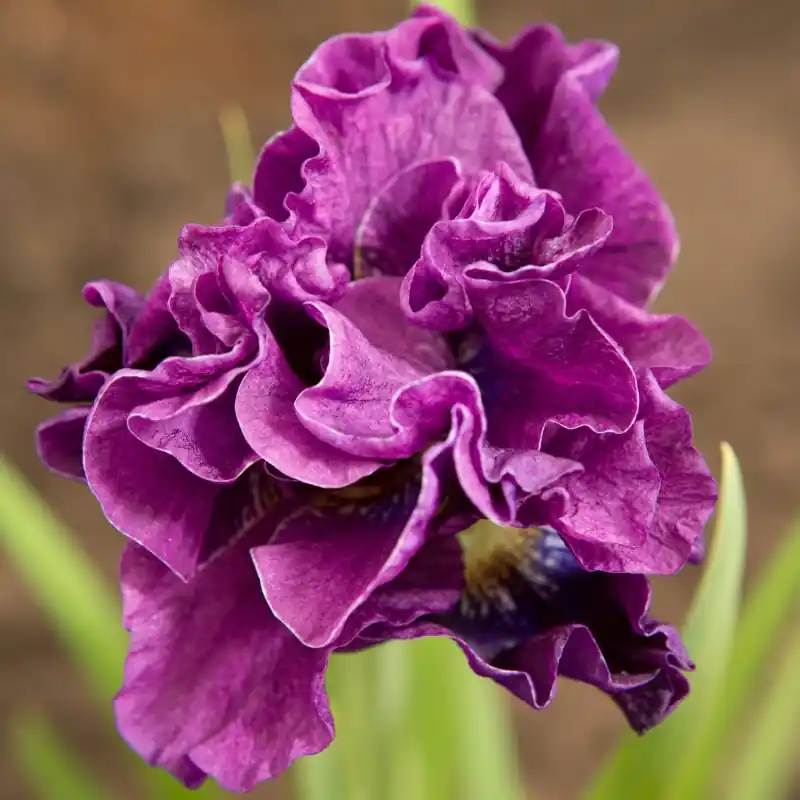 Slechts tijdelijk - Iris sibirica ‘Bundle of Joy‘