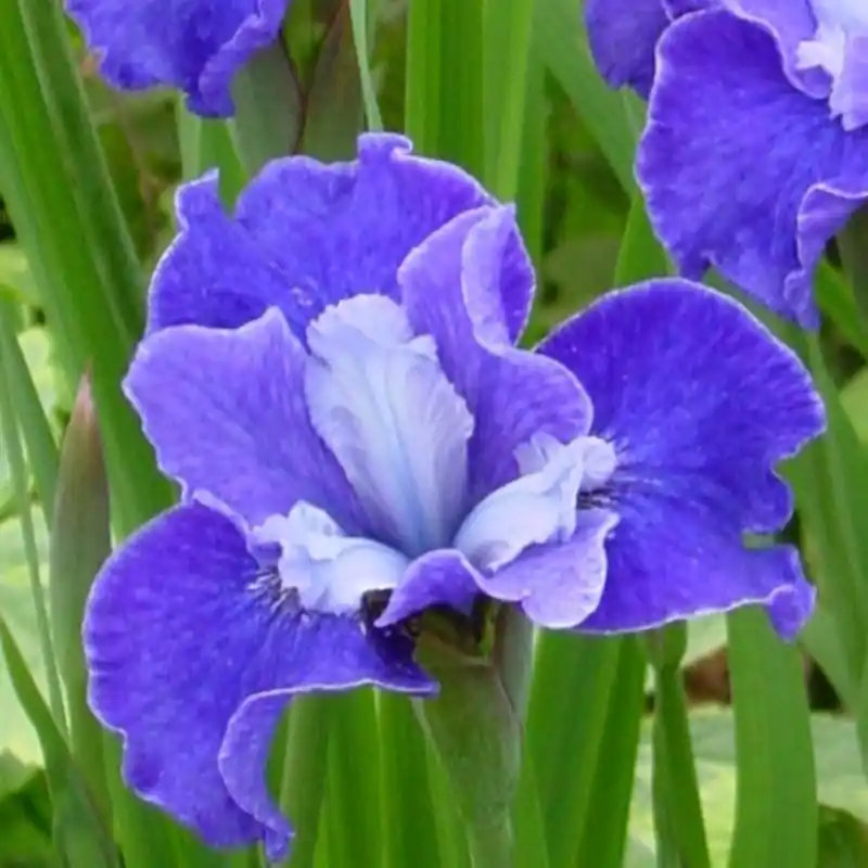 Op = op | Iris sibirica ‘Regency Belle‘
