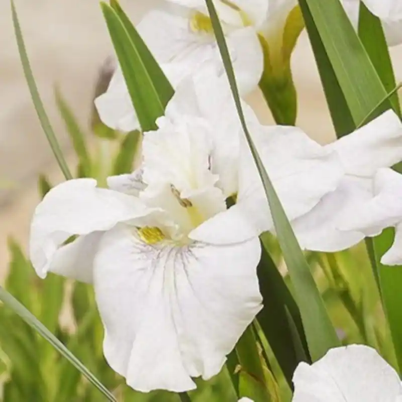 Direct leverbaar - Iris sibirica ‘Not Quite White‘