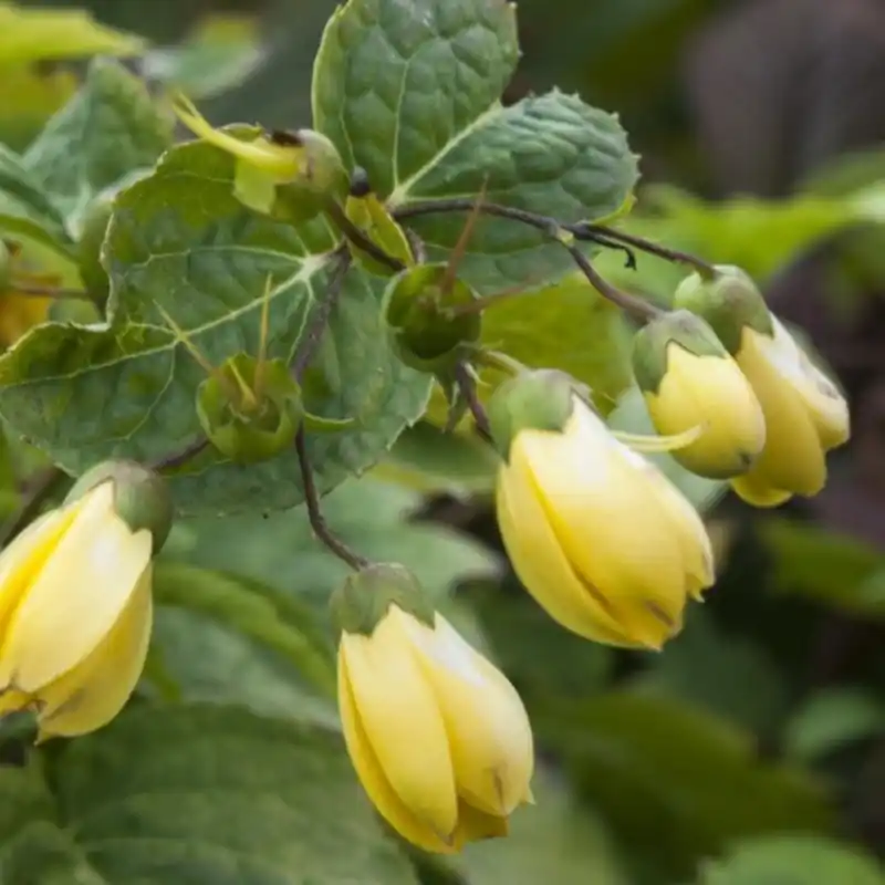 Kirengeshoma palmata - Extra voordeel