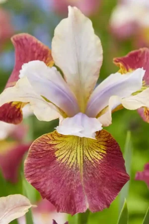 Zolang de voorraad strekt - Iris sibirica ‘Sugar Rush‘