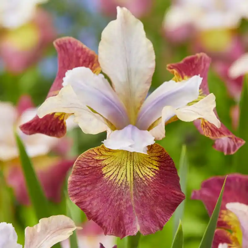 Zolang de voorraad strekt - Iris sibirica ‘Sugar Rush‘