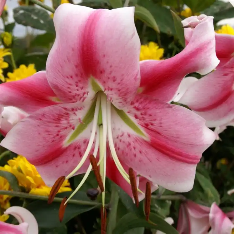 Lilium ‘Anastasia‘ | Slechts tijdelijk