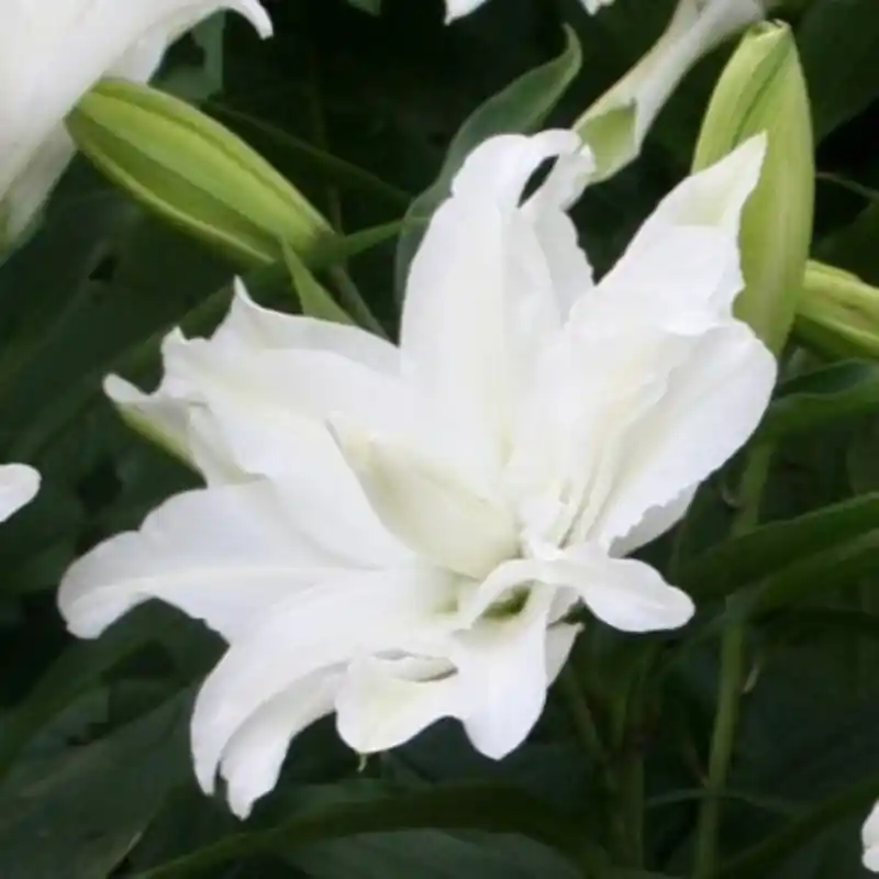 Bespaar nu - Lilium ‘My Wedding‘
