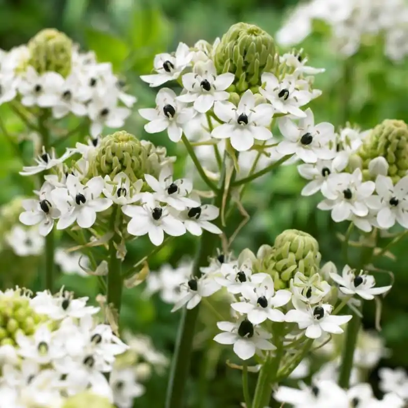 Koop vandaag | Ornithogalum saundersiae