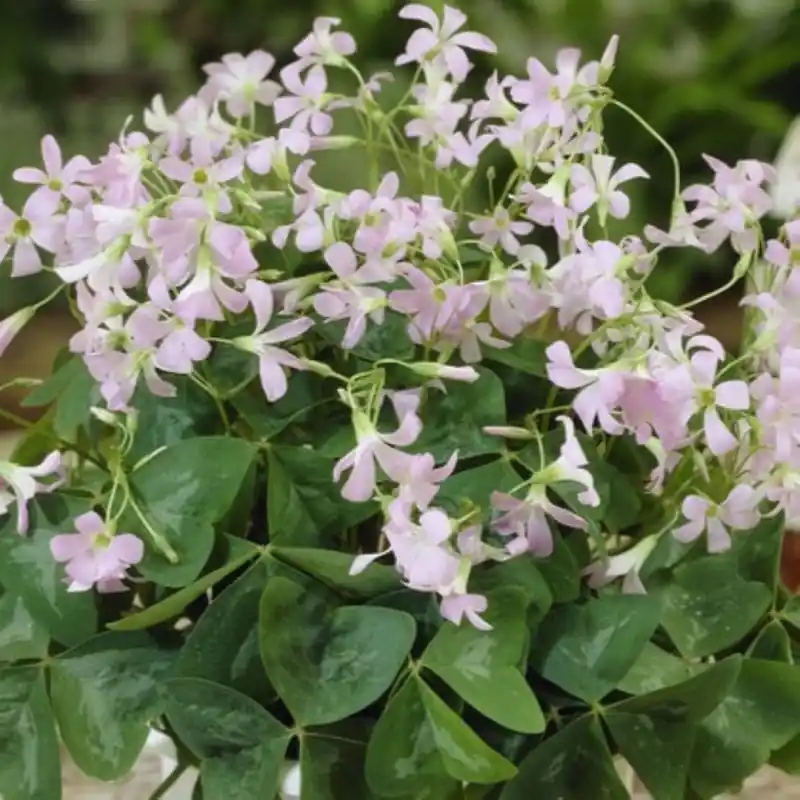 Klaar voor verzending - Oxalis triangularis ssp. papilionacea ‘Fanny‘ ®