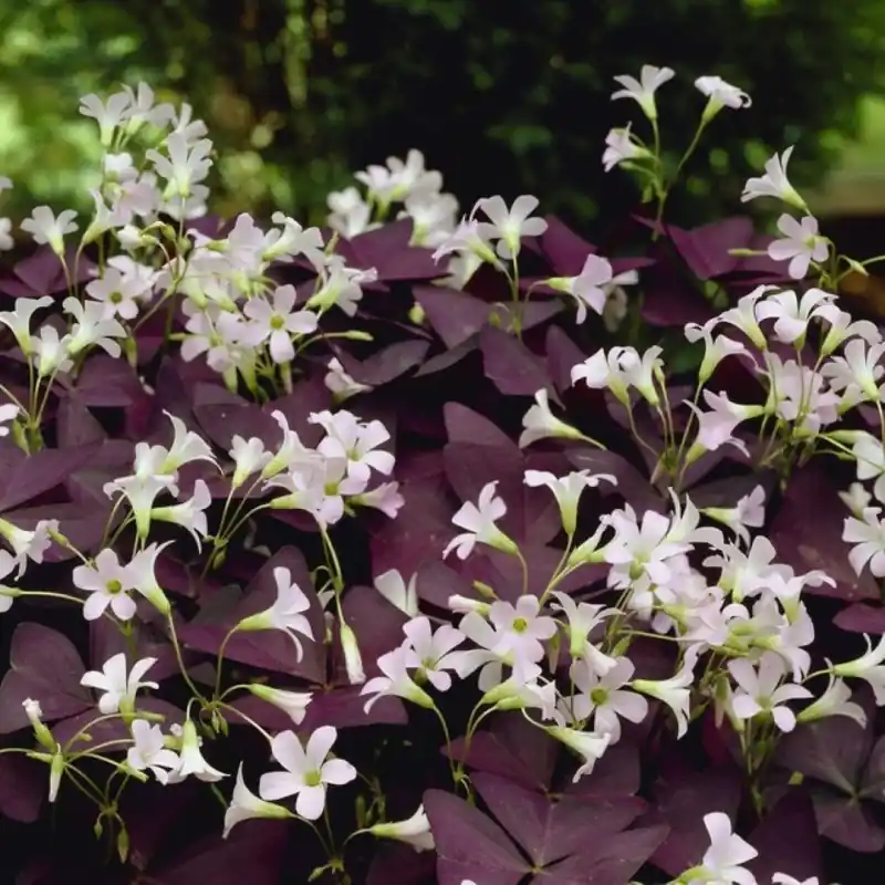 Alleen deze week | Oxalis triangularis ‘Mijke‘ ®