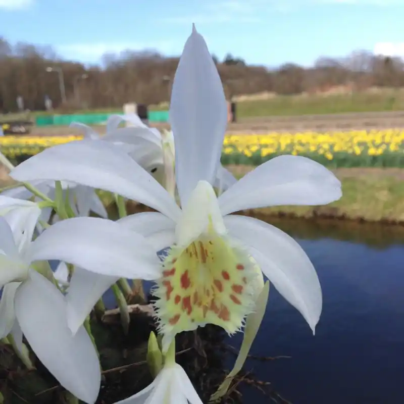 Extra korting - Pleione formosana ‘Alba‘