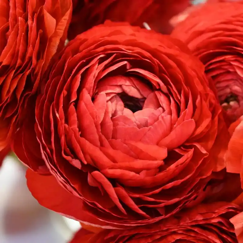 Nieuw binnengekomen | Ranunculus ELEGANCE® ‘Rosso‘