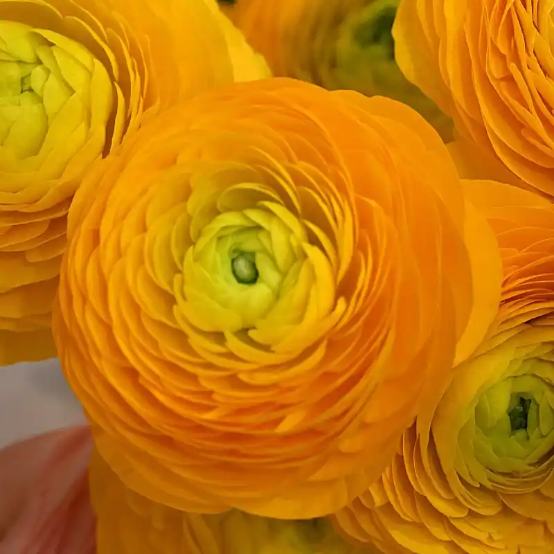 Beste prijs | Ranunculus ELEGANCE® ‘Giallo‘