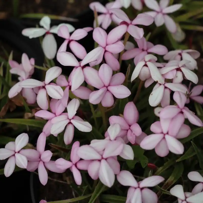 Rhodohypoxis baurii var. platypetala | Premiumkwaliteit