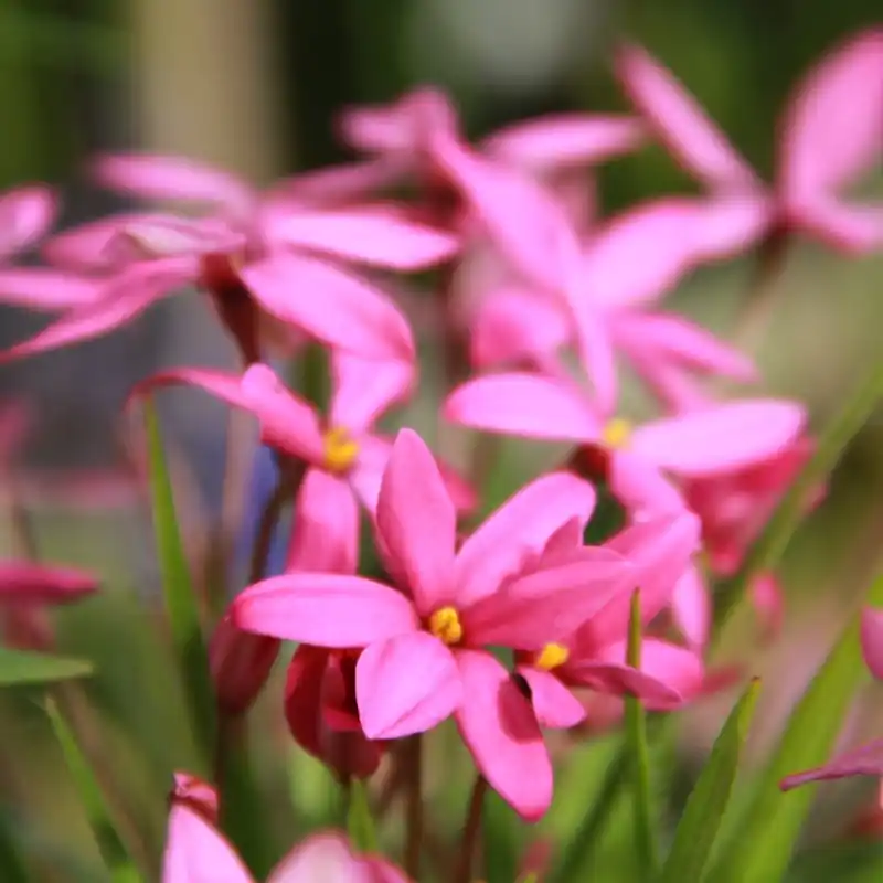 Fabrieksprijs - Rhodoxis ‘Hebron Farm Cerise‘