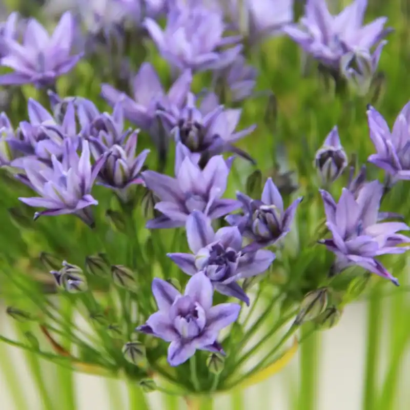 Triteleia ‘Aquarius‘ - Hoog gewaardeerd