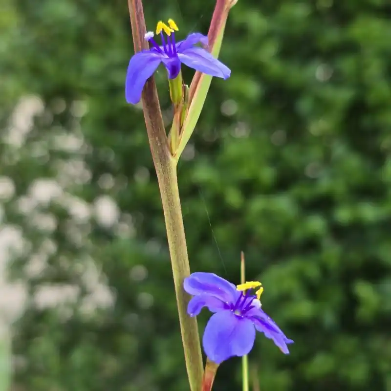 Nog enkele stuks | Orthrosanthus chimboracensis