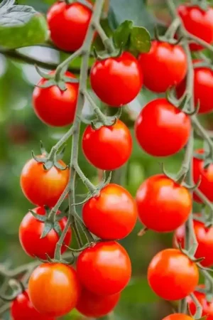 Actie loopt bijna af - Cherrytomaat ‘Cheralita’, Solanum lycopersicum -zaden-