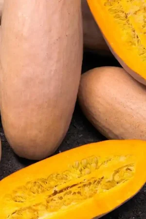 Aanbieding - Pompoen ‘Pink Banana Jumbo‘, Cucurbita maxima -zaden-