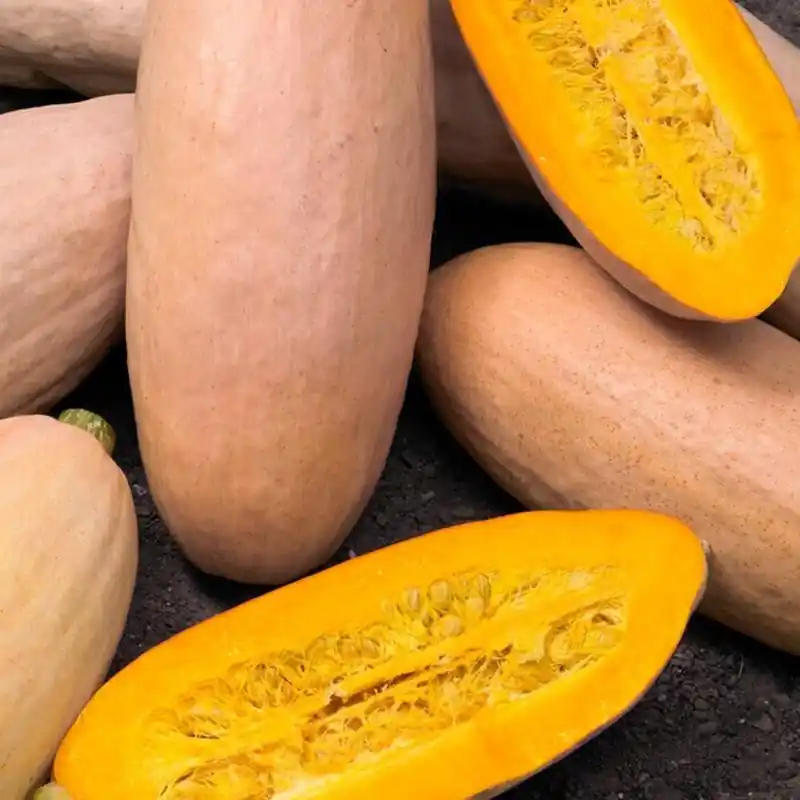 Aanbieding - Pompoen ‘Pink Banana Jumbo‘, Cucurbita maxima -zaden-