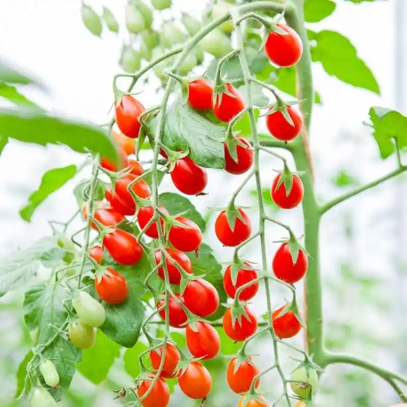 Snack Tomato ‘Petita‘, Solanum lycopersicum -zaden- - Aanrader