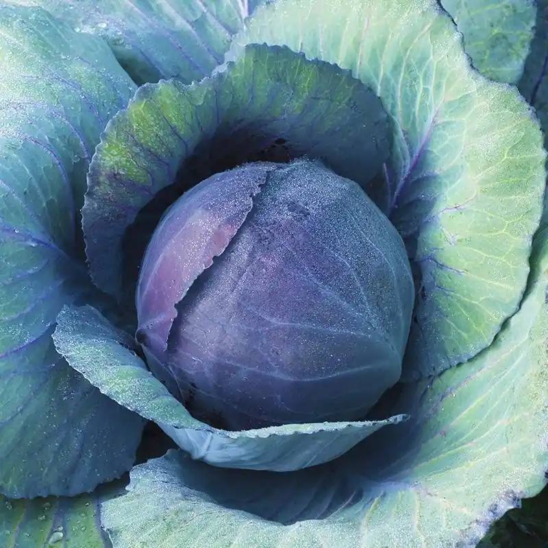 Beperkte voorraad - Rode kool ‘Langedijker Bewaar 2‘, Brassica oleracea -zaden-