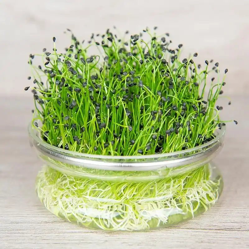 Kiemgroente Chinese bieslook, Allium tuberosum -zaden- | Hoog gewaardeerd