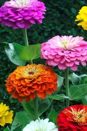 Zinnia ‘Dahlia Flowered Mix‘ -zaden- - Uitverkoop