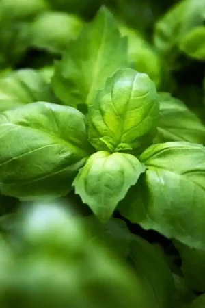 Anijsbasilicum ‘Ah Nice‘, Ocimum basilicum -zaden- - Snelle levering