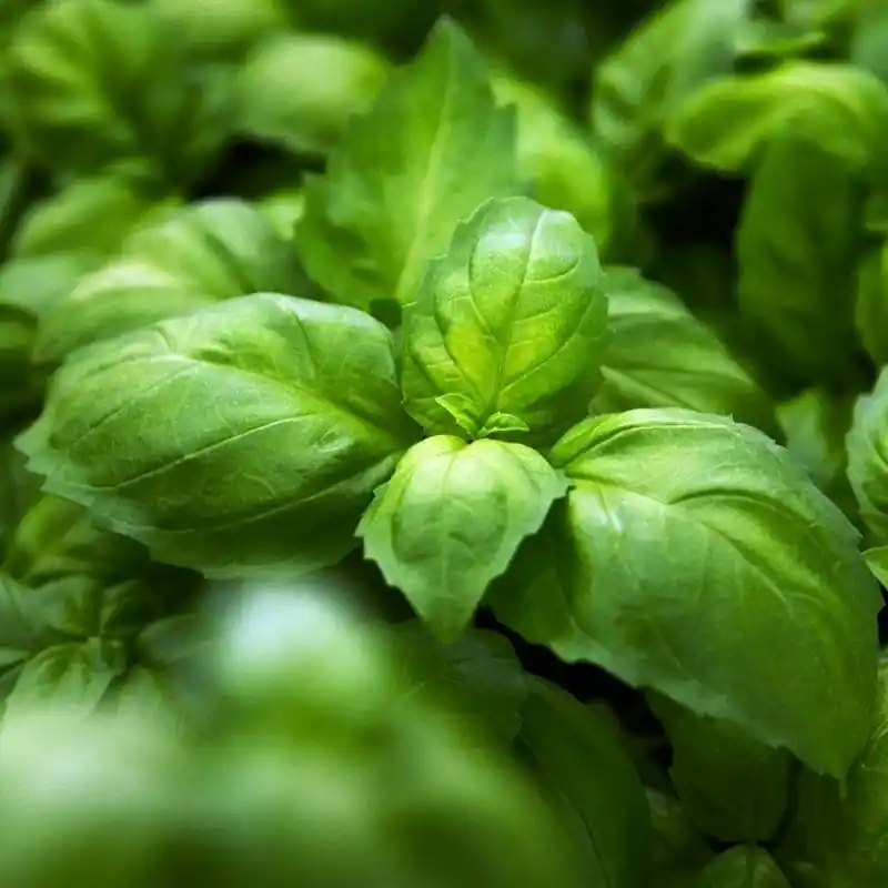 Anijsbasilicum ‘Ah Nice‘, Ocimum basilicum -zaden- - Snelle levering