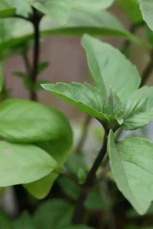 Actieprijs | Kaneelbasilicum ‘Cinnamon‘, Ocimum basilicum -zaden-
