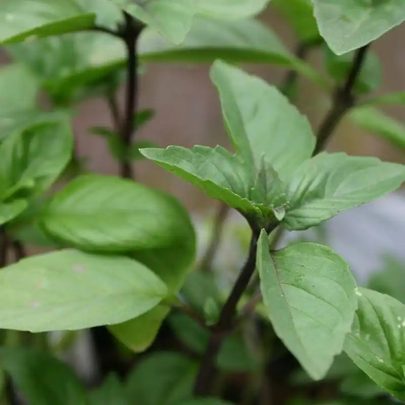 Actieprijs | Kaneelbasilicum ‘Cinnamon‘, Ocimum basilicum -zaden-