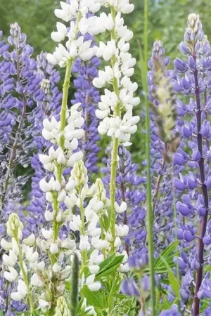 Alleen vandaag - Blauwe lupine - Groenbemester, Lupinus angustifolius -zaden-