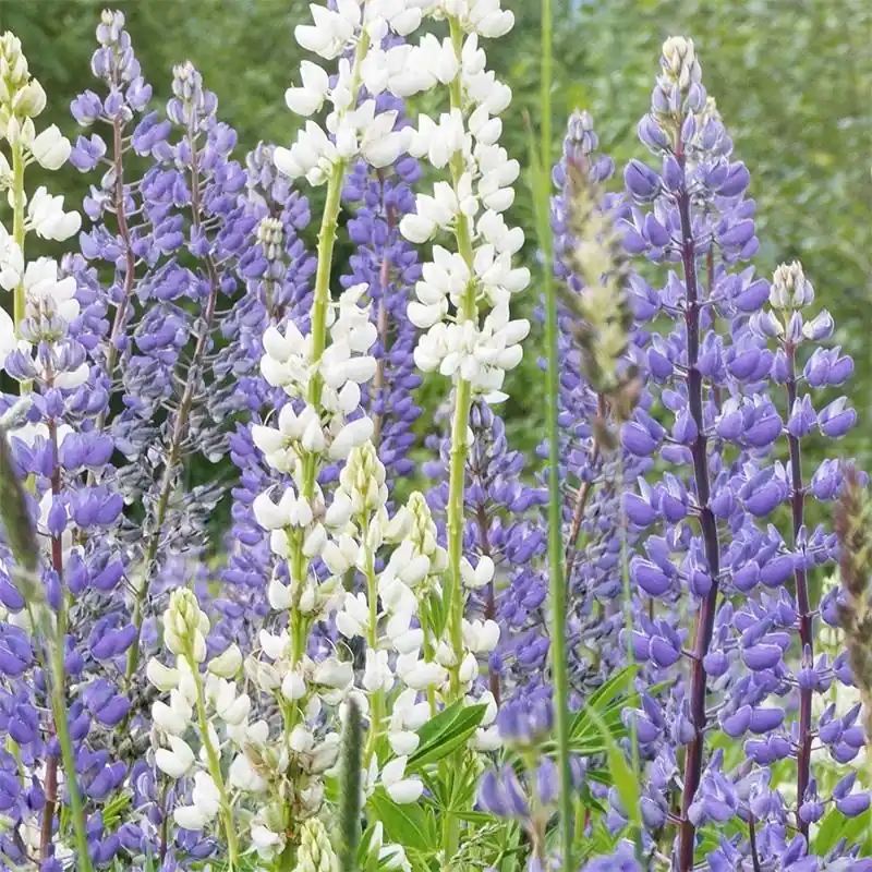 Alleen vandaag - Blauwe lupine - Groenbemester, Lupinus angustifolius -zaden-